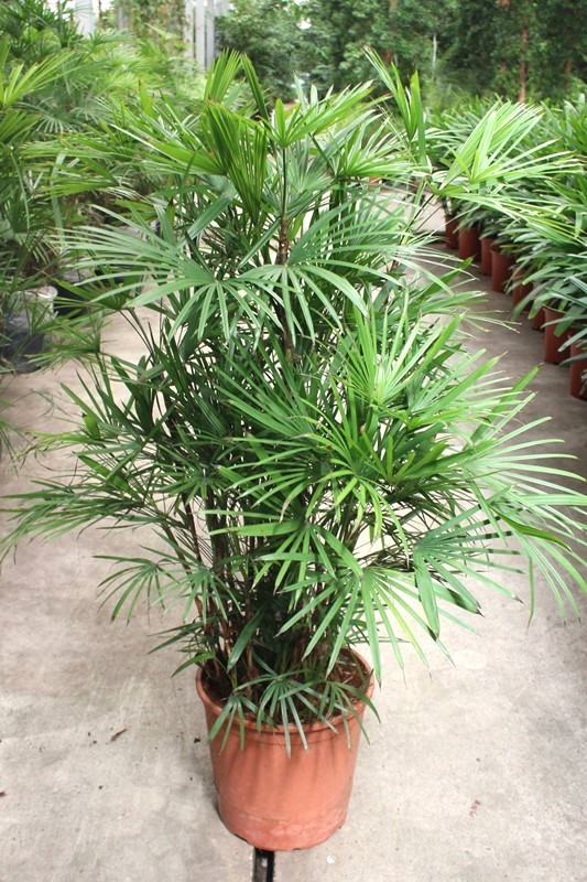 Горшечные цветы и растения оптом Rhapis Humilis от 1шт из Голландии с доставкой по России