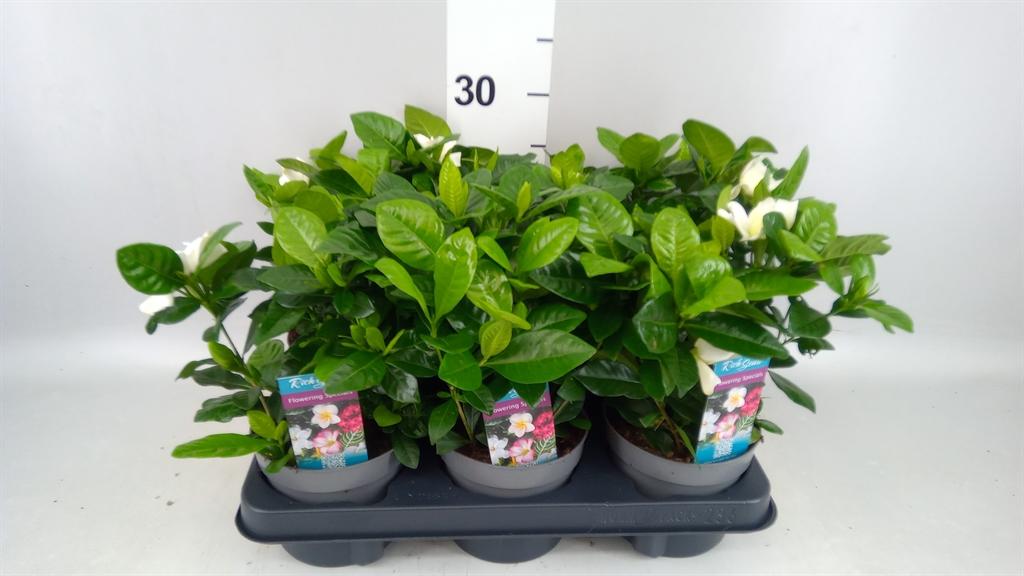 Горшечные цветы и растения оптом Gardenia Jasminoides A от 6шт из Голландии с доставкой по России