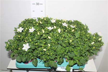 Горшечные цветы и растения оптом Camp Is Atlant White от 6шт (для телеги) из Голландии с доставкой по России