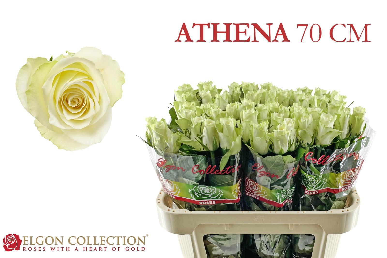 Срезанные цветы оптом Rosa large athena от 260шт из Голландии с доставкой по России