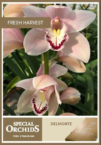 Срезанные цветы оптом Cymbidium pink california delmonte от 2шт из Голландии с доставкой по России