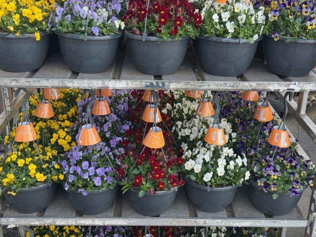 Горшечные цветы и растения оптом Vio Co End Gem от 1шт из Голландии с доставкой по России