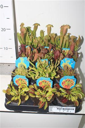 Горшечные цветы и растения оптом Vleeset Pl Gem 6 Srt от 12шт (для телеги) из Голландии с доставкой по России