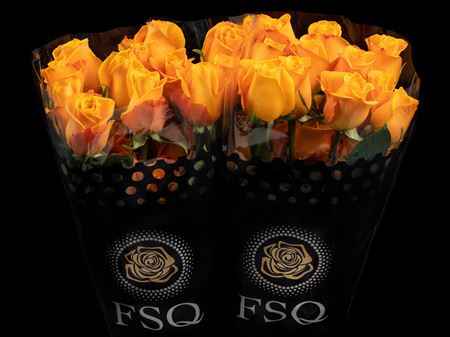 Срезанные цветы оптом Rosa kl aloha от 40шт из Голландии с доставкой по России