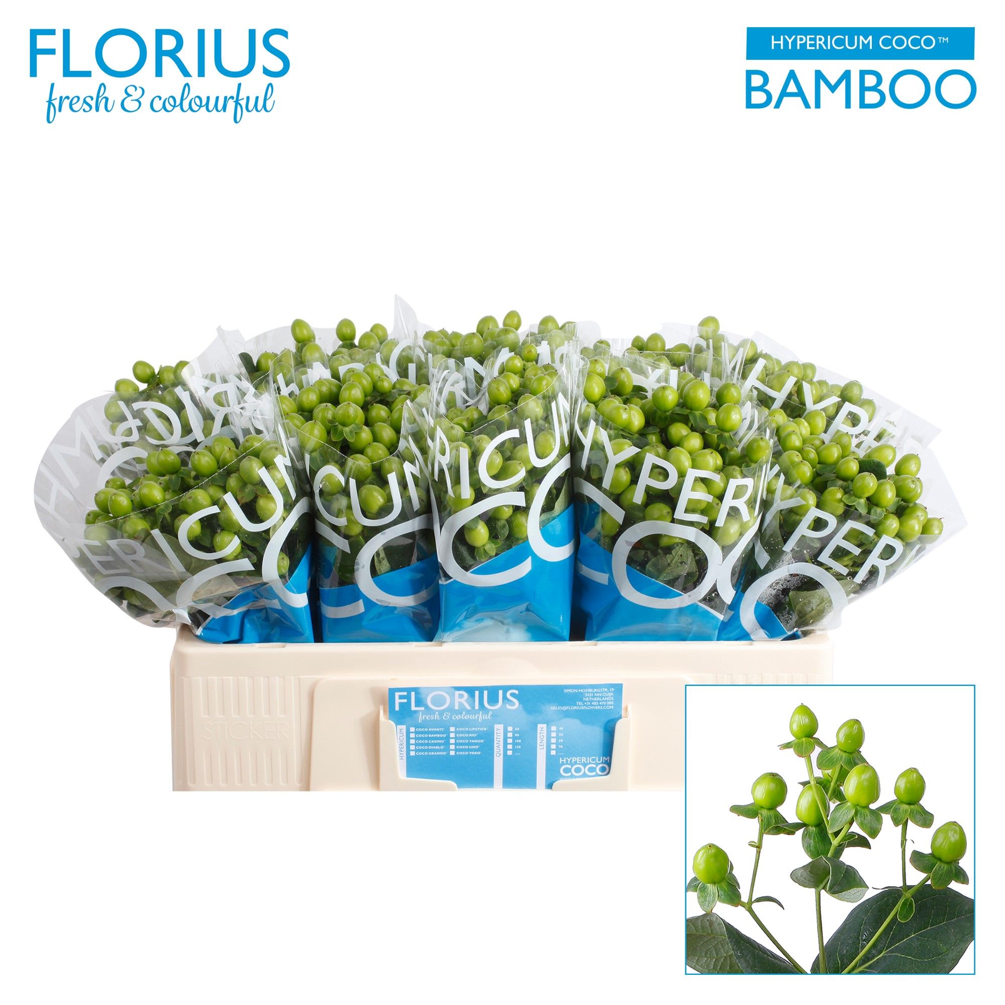 Срезанные цветы оптом Hypericum coco bamboo от 100шт. из Голландии с доставкой по России