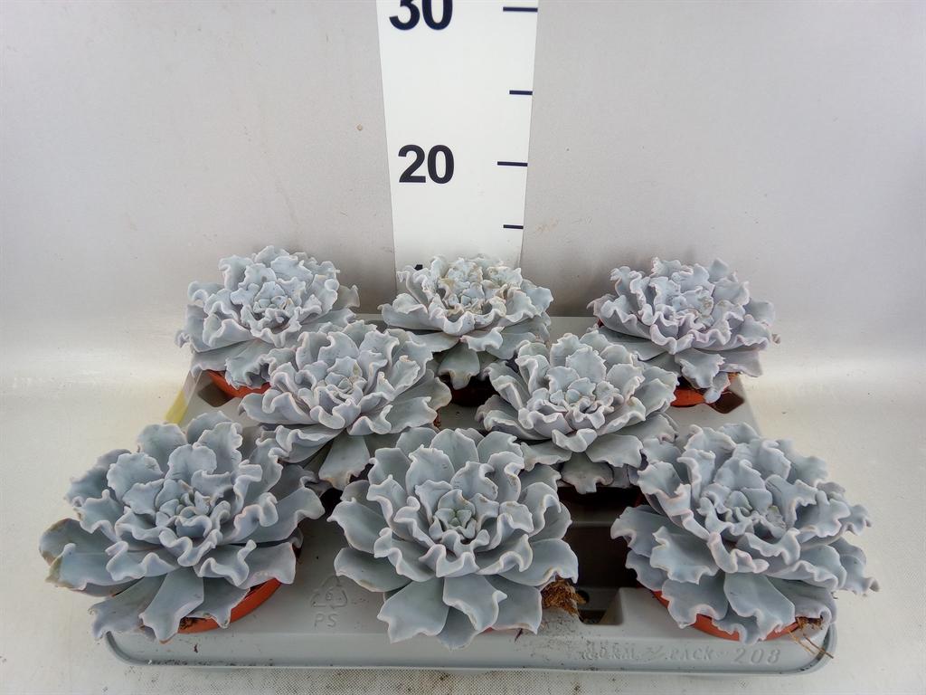 Горшечные цветы и растения оптом Echeveria ... A от 8шт из Голландии с доставкой по России