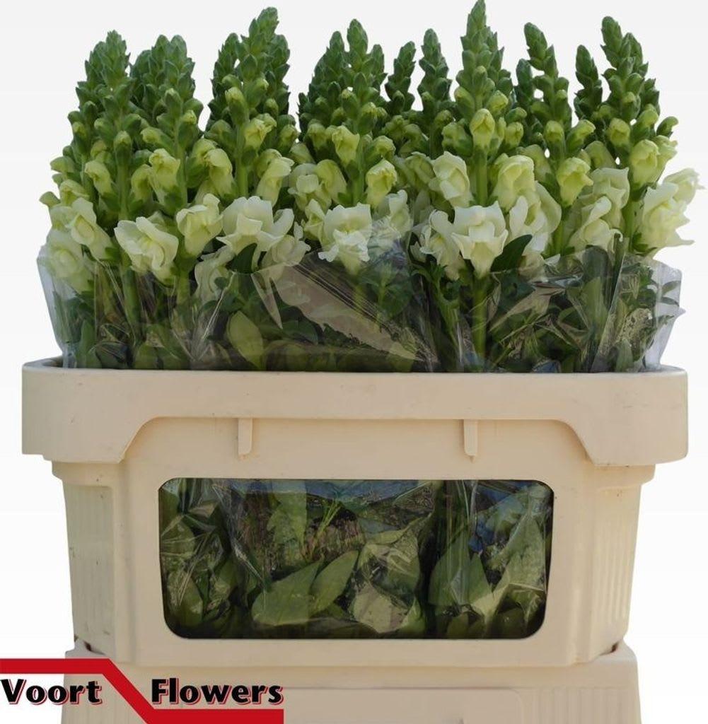 Срезанные цветы оптом Antirrhinum antibes white от 60шт из Голландии с доставкой по России