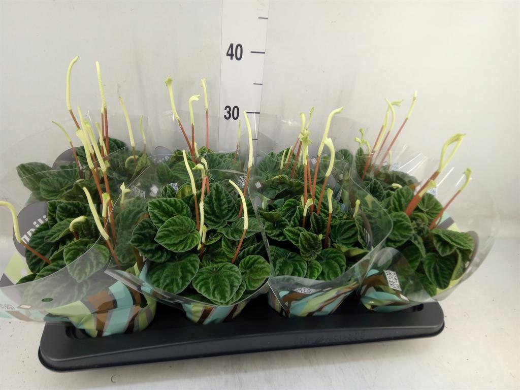 Горшечные цветы и растения оптом Peperomia Lilian + Flower от 8шт из Голландии с доставкой по России