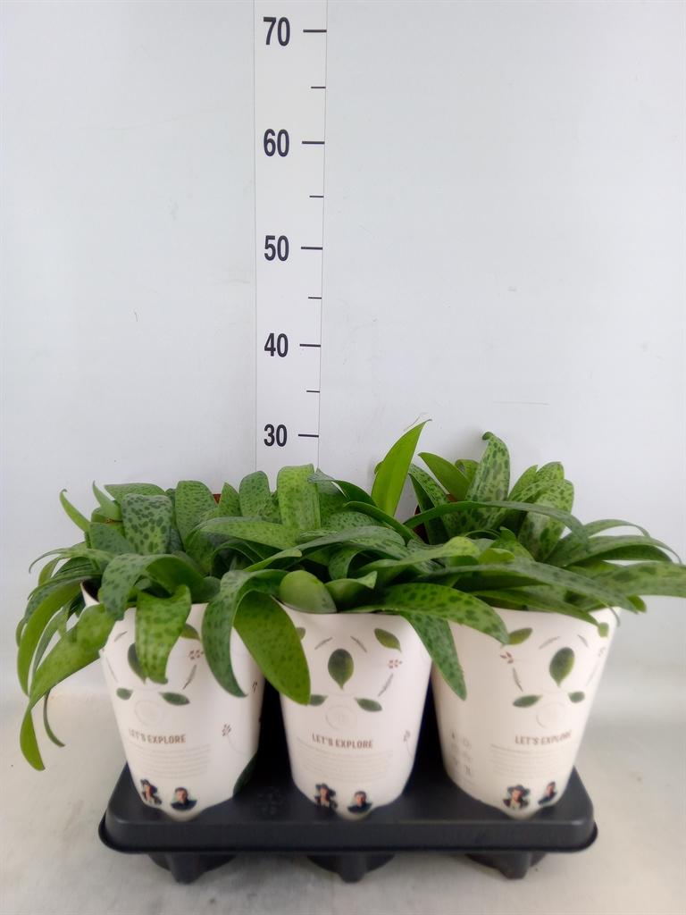 Горшечные цветы и растения оптом Drimiopsis Maculata от 6шт из Голландии с доставкой по России