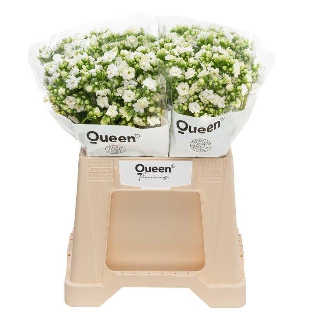 Срезанные цветы оптом Kalanchoe crystal white meadow от 20шт из Голландии с доставкой по России