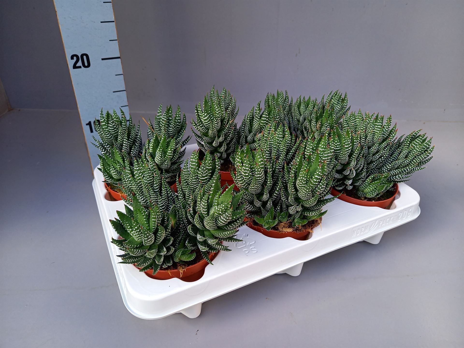 Горшечные цветы и растения оптом Haworthia   ... от 6шт из Голландии с доставкой по России