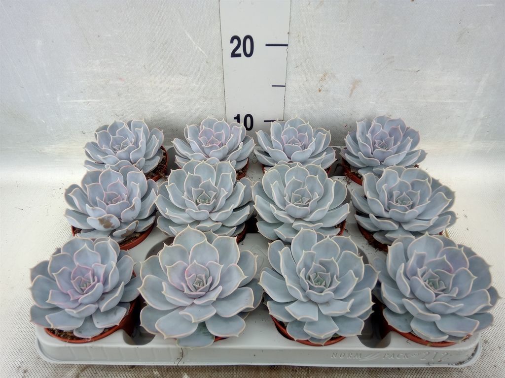 Горшечные цветы и растения оптом Echeveria Lilacina от 12шт из Голландии с доставкой по России