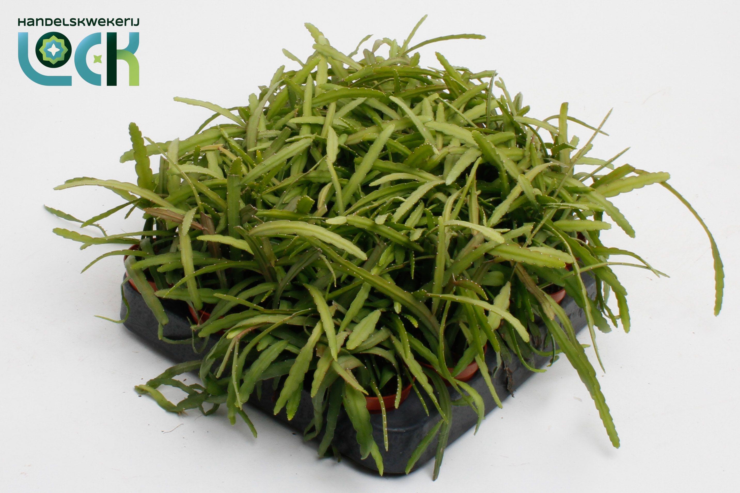 Горшечные цветы и растения оптом Lepismium Bolivianum от 20шт (для телеги) из Голландии с доставкой по России