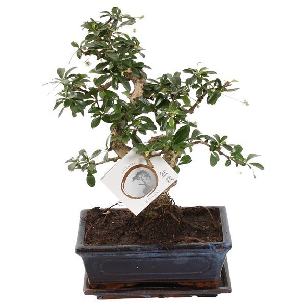 Горшечные цветы и растения оптом Bonsai Carmona Ceramic S-shape от 4шт из Голландии с доставкой по России