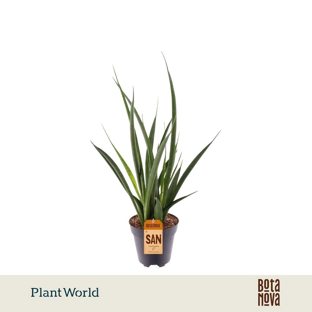 Горшечные цветы и растения оптом Sansevieria Kirkii Friends от 10шт из Голландии с доставкой по России