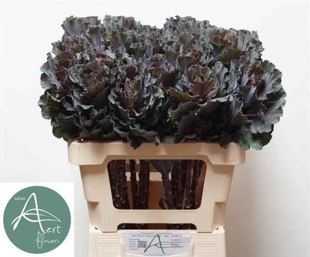 Срезанные цветы оптом Brassica black leaf от 20шт из Голландии с доставкой по России