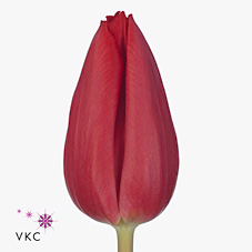 Срезанные цветы оптом Tulipa si first star от 200шт из Голландии с доставкой по России Срезанные цветы оптом Tulipa si first star от 200шт из Голландии с доставкой по России