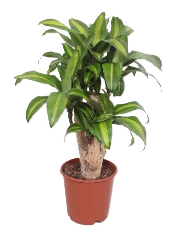 Горшечные цветы и растения оптом Drac Massangeana от 1шт из Голландии с доставкой по России