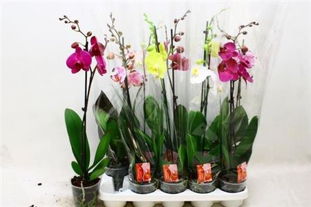 Горшечные цветы и растения оптом Phal 1st Mix 12+ (konst) от 10шт из Голландии с доставкой по России Горшечные цветы и растения оптом Phal 1st Mix 12+ (konst) от 10шт из Голландии с доставкой по России