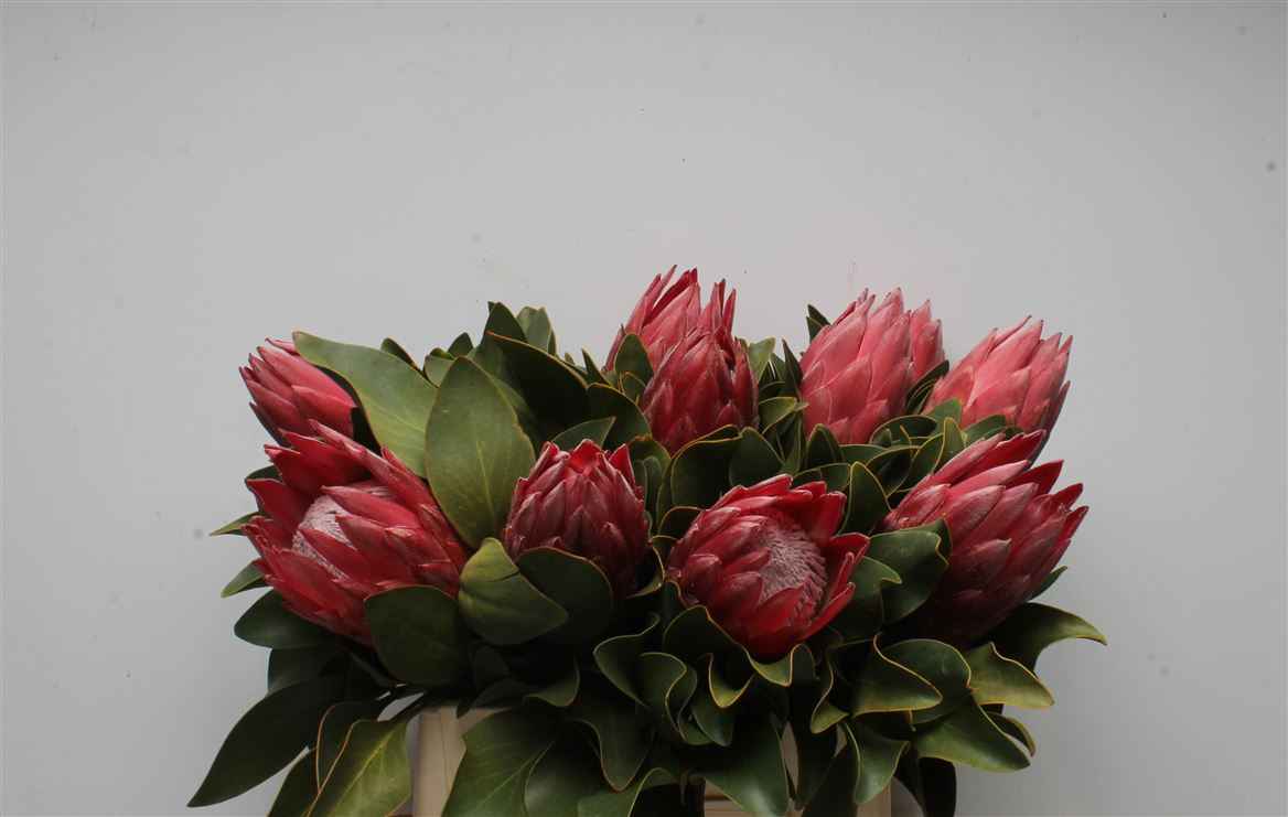 Срезанные цветы оптом Protea king madiba от 10шт из Голландии с доставкой по России