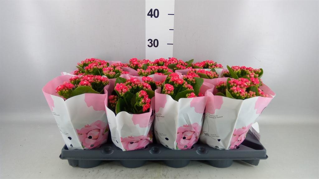 Горшечные цветы и растения оптом Kalanchoe moreflow Augusta A от 12шт из Голландии с доставкой по России