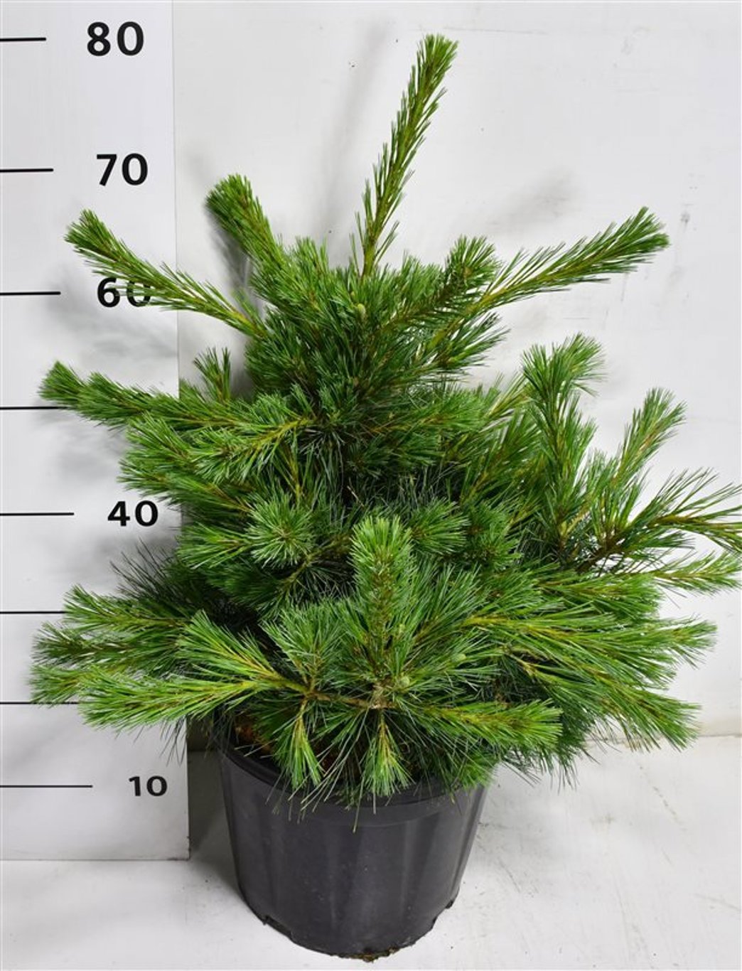 Горшечные цветы и растения оптом Pinus Strobus Niagara Falls от 1шт из Голландии с доставкой по России