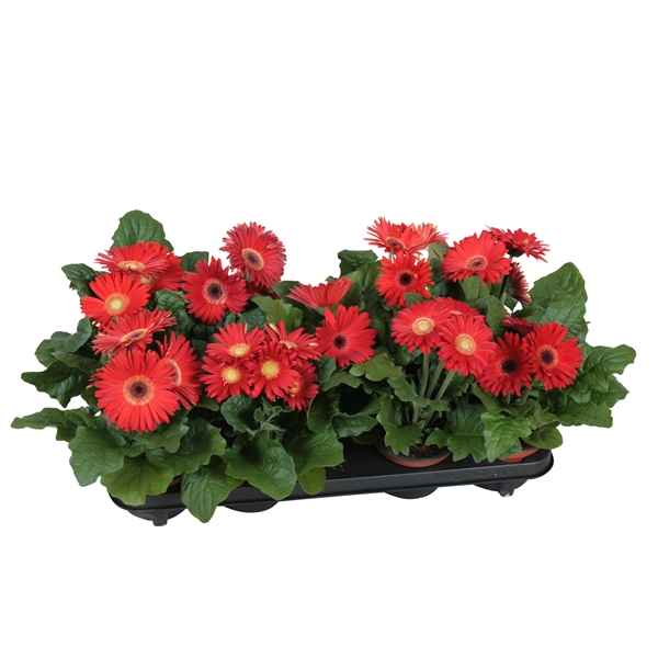 Горшечные цветы и растения оптом Gerbera Excellent Red 2+ от 10шт из Голландии с доставкой по России