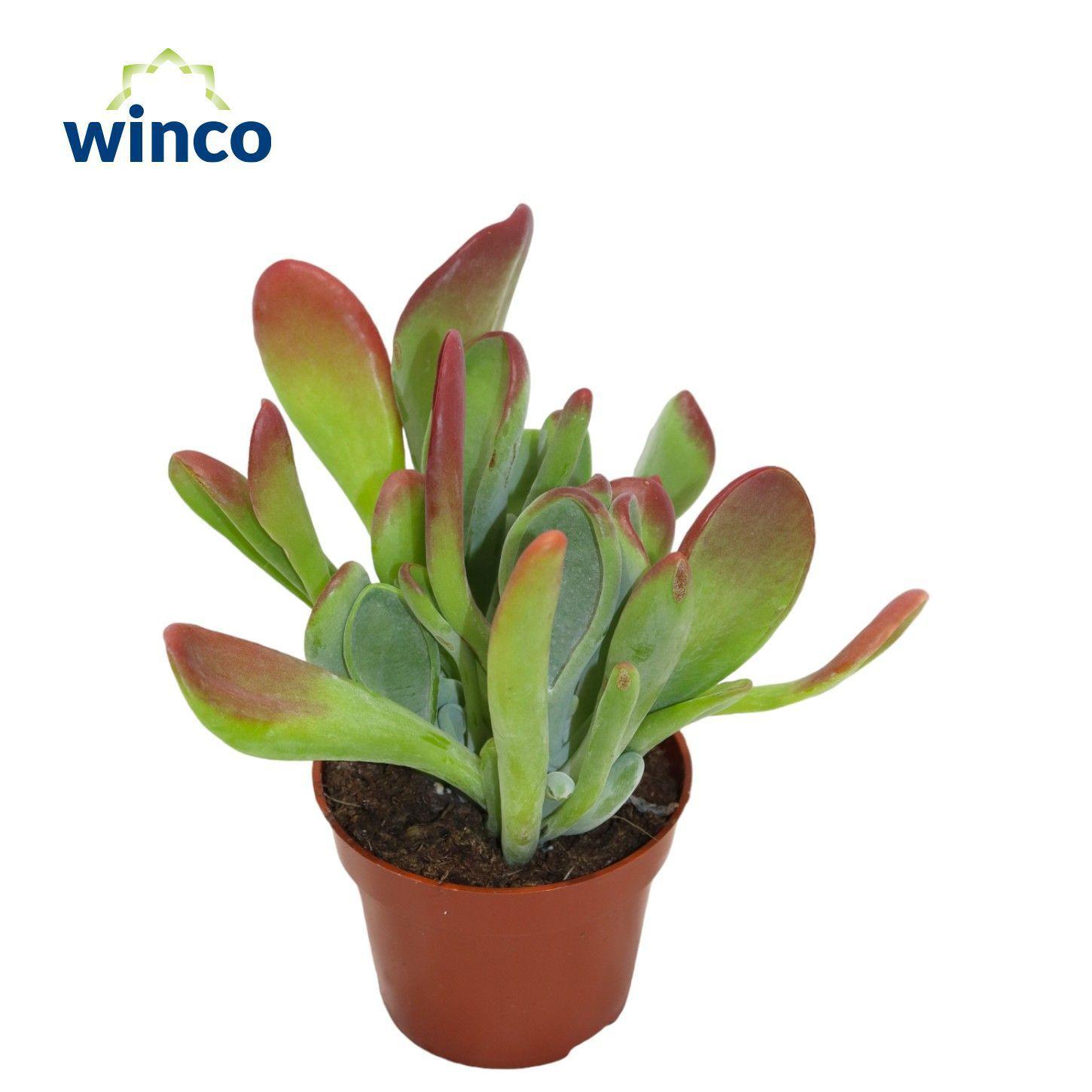 Горшечные цветы и растения оптом Kalanchoe Oricula от 18шт (для телеги) из Голландии с доставкой по России