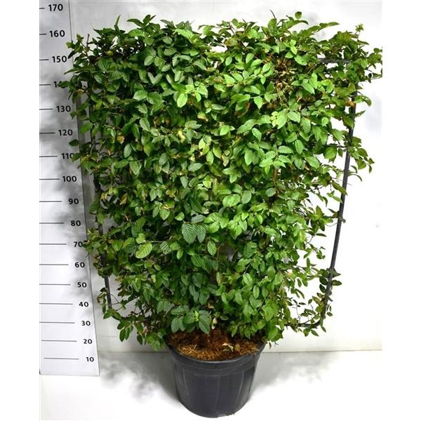 Горшечные цветы и растения оптом Carpinus Betulus от 1шт из Голландии с доставкой по России