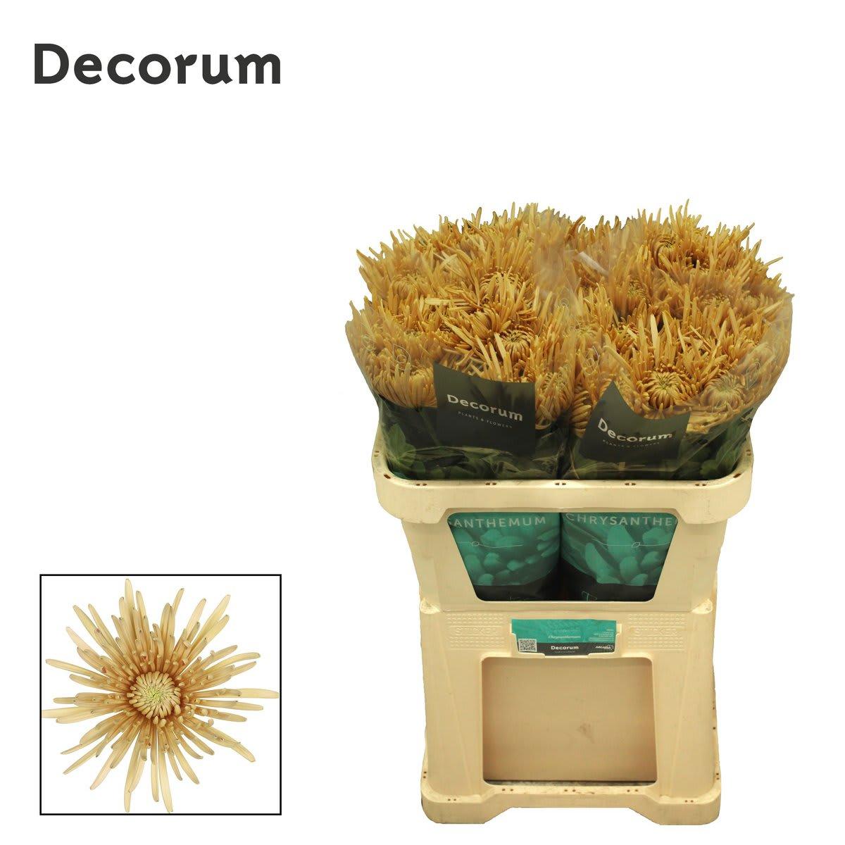 Срезанные цветы оптом Chrys bl cipria salmon от 50шт из Голландии с доставкой по России