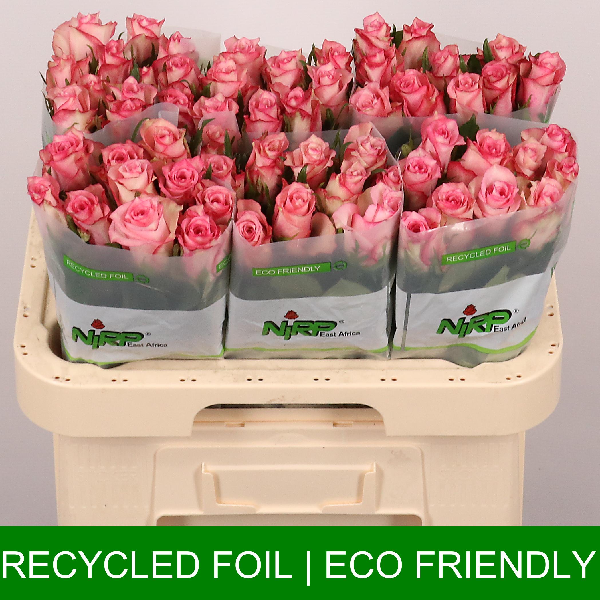 Срезанные цветы оптом Rosa large fashion week от 60шт из Голландии с доставкой по России