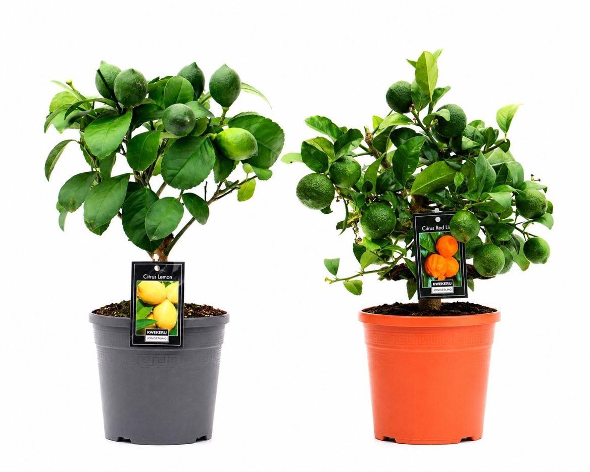 Горшечные цветы и растения оптом Citrus Mix On Stem (2 Sorts) от 6шт (для телеги) из Голландии с доставкой по России