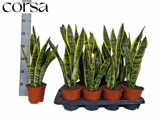 Горшечные цветы и растения оптом Sansev Laurentii от 8шт из Голландии с доставкой по России