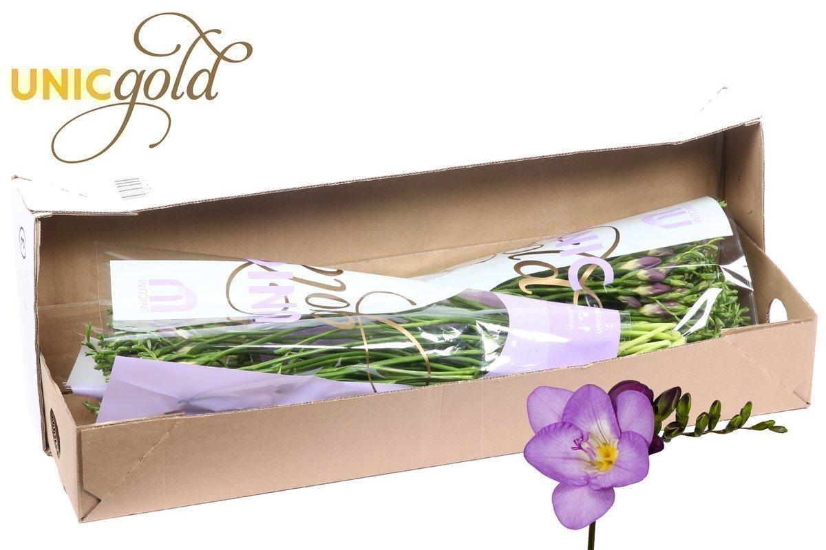 Срезанные цветы оптом Freesia si delta river от 100шт из Голландии с доставкой по России