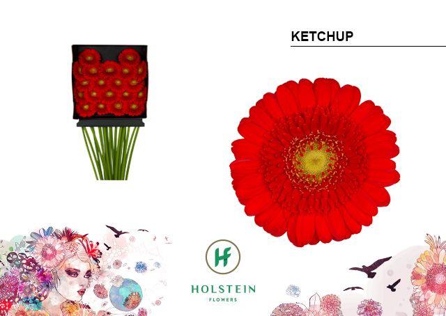 Срезанные цветы оптом Germini diamond ketchup от 20шт из Голландии с доставкой по России
