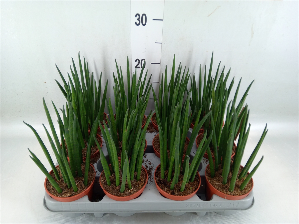 Горшечные цветы и растения оптом Sansevieria Bacularis от 12шт (для телеги) из Голландии с доставкой по России