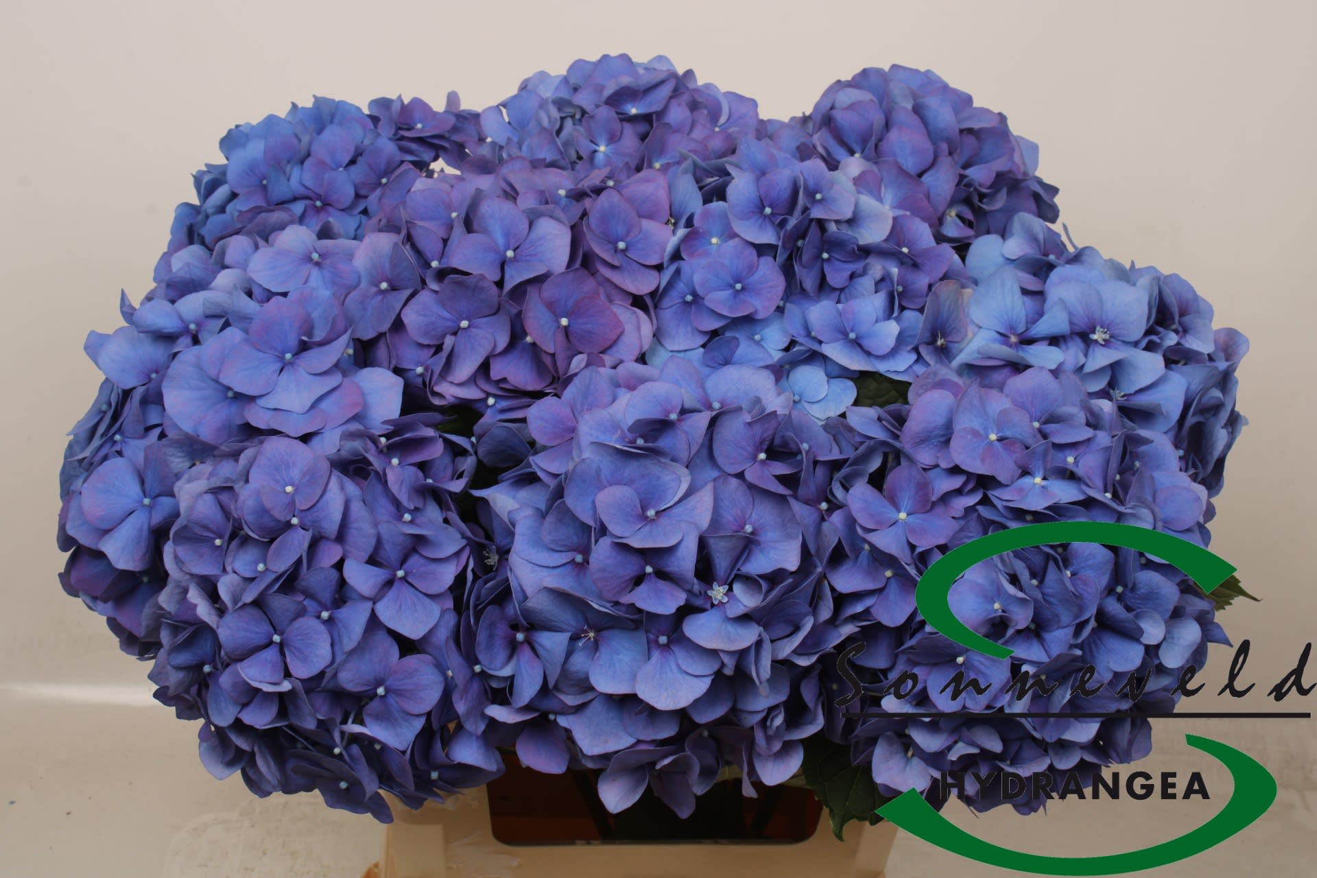 Срезанные цветы оптом Hydrangea pimpernel purple от 10шт из Голландии с доставкой по России