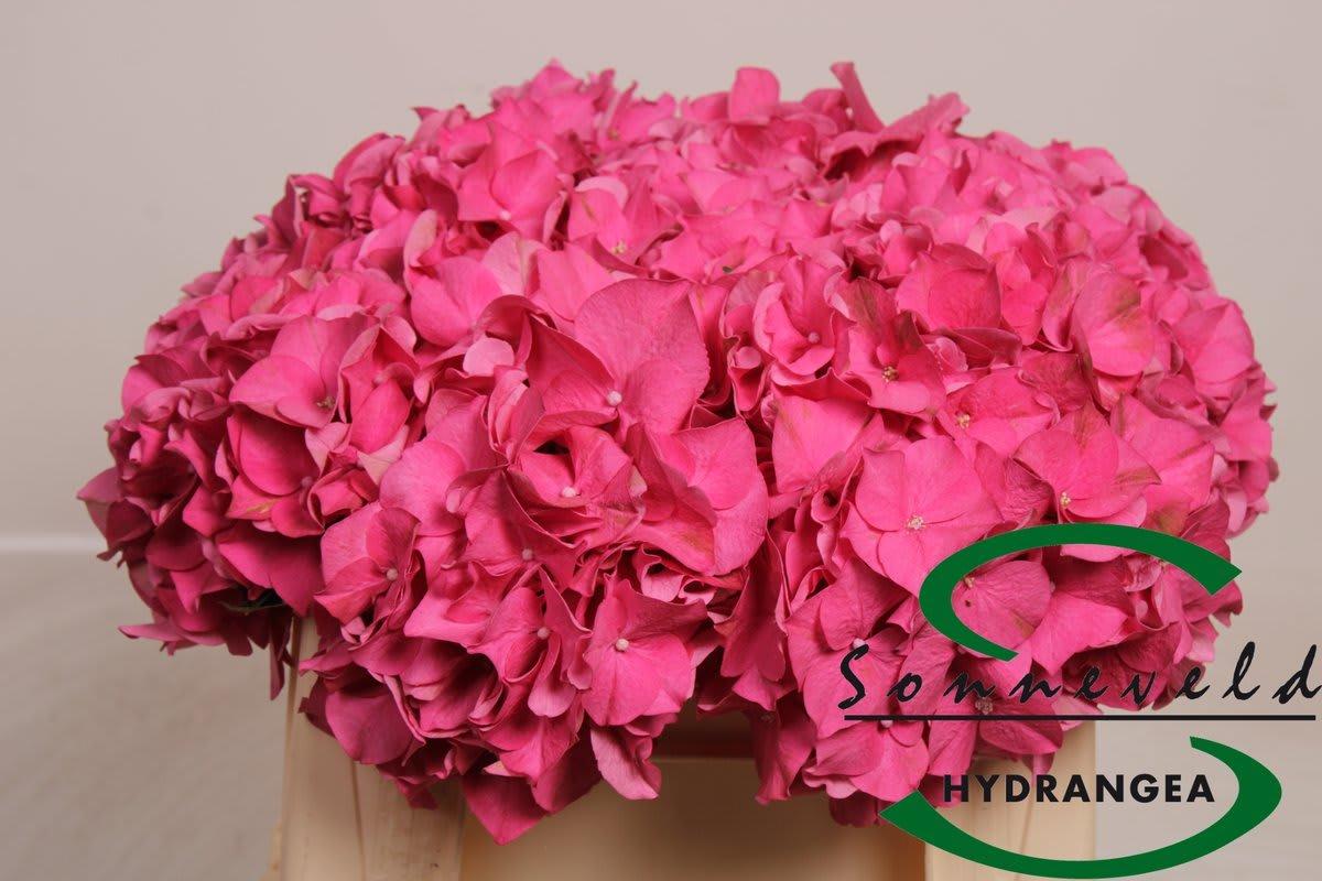 Срезанные цветы оптом Hydrangea rodeo red от 10шт из Голландии с доставкой по России