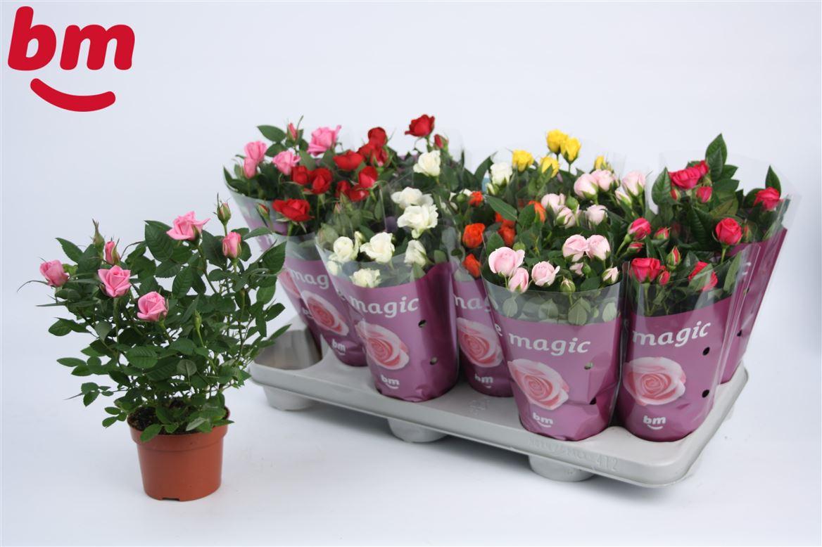 Горшечные цветы и растения оптом Rosa Beau Monde Mix (bm) от 12шт из Голландии с доставкой по России