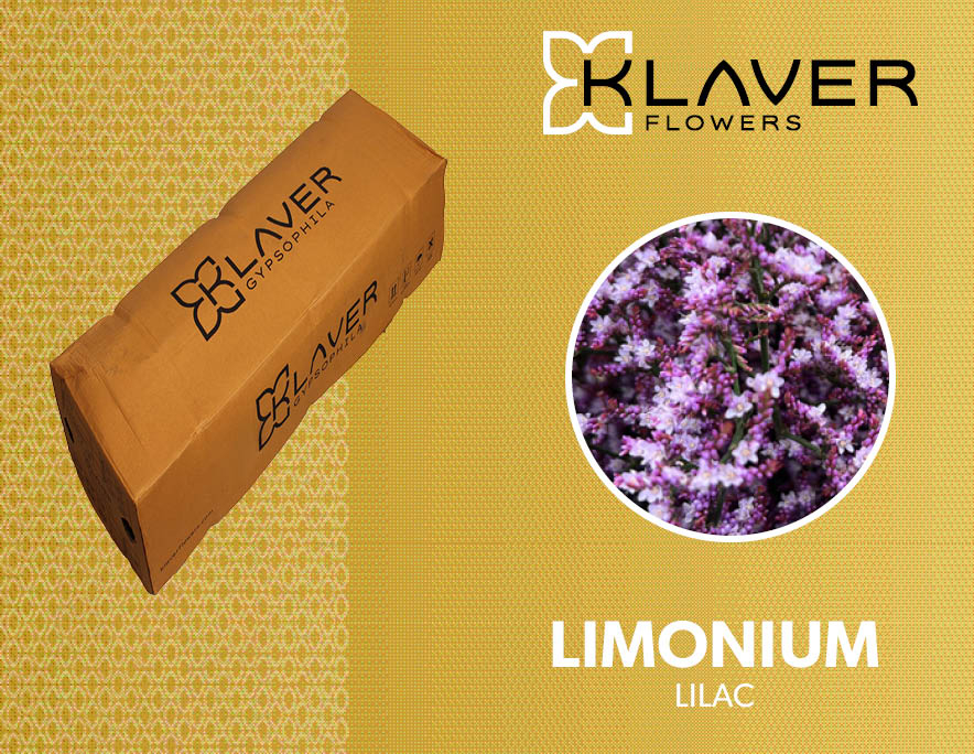 Срезанные цветы оптом Limonium safora lilac от 50шт из Голландии с доставкой по России