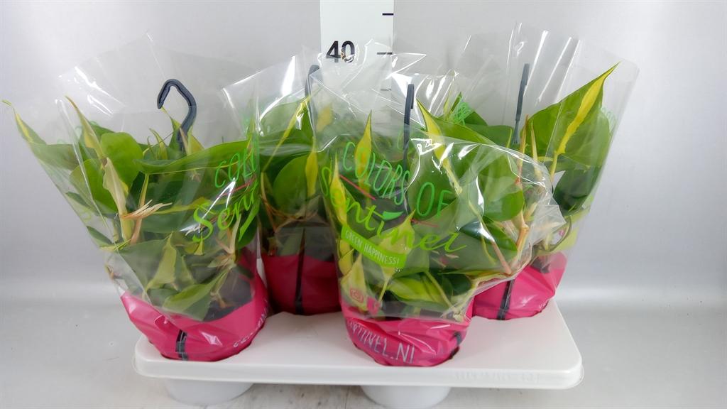 Горшечные цветы и растения оптом Philodendron Scand. brasil A от 4шт из Голландии с доставкой по России