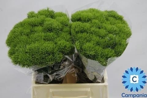 Срезанные цветы оптом Dianthus br green trick от 40шт из Голландии с доставкой по России