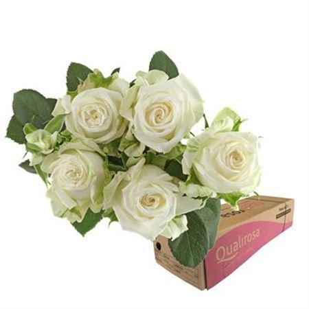 Срезанные цветы оптом Rosa spray miss bombastic от 220шт из Голландии с доставкой по России