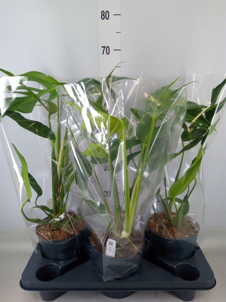 Горшечные цветы и растения оптом Monstera   ... от 3шт из Голландии с доставкой по России