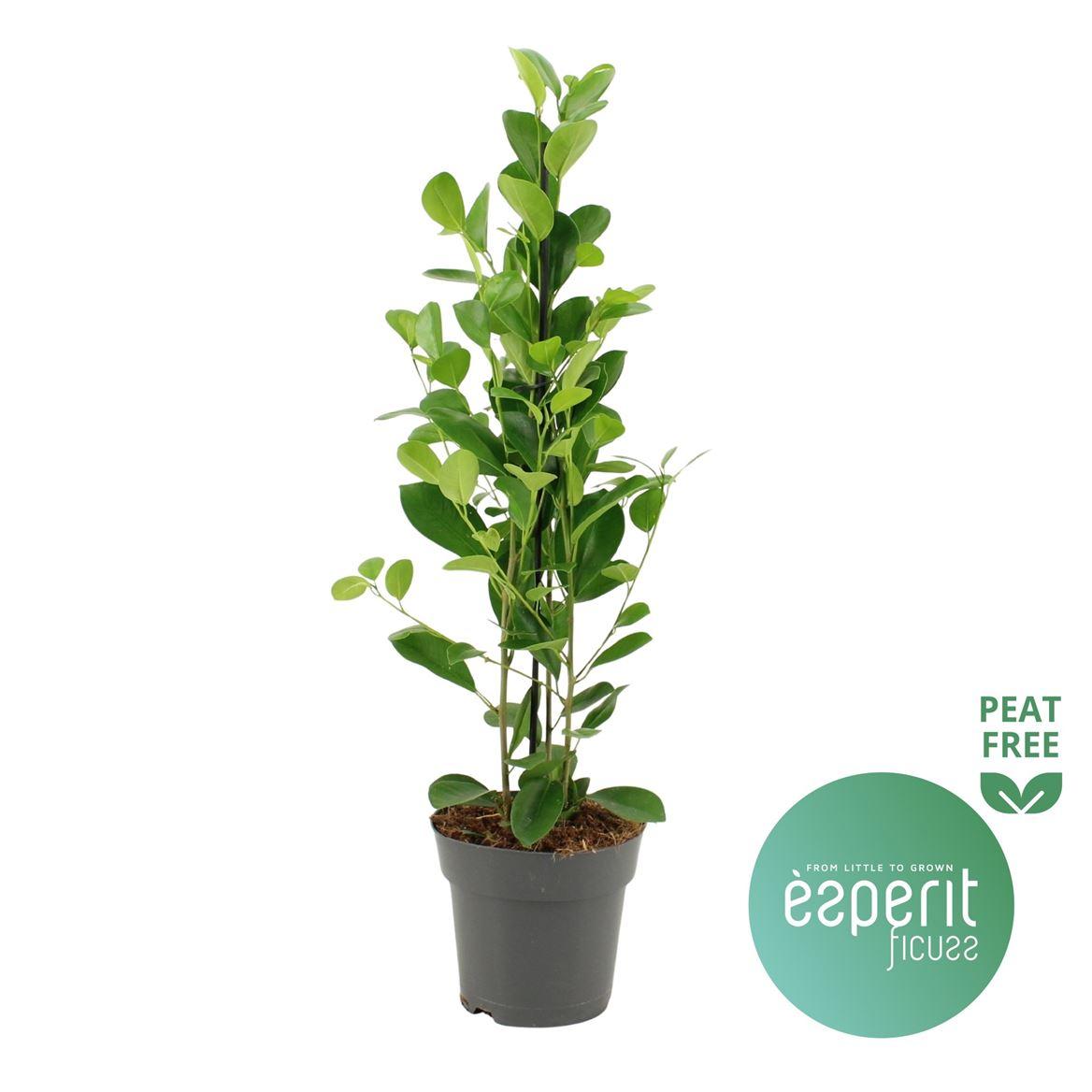 Горшечные цветы и растения оптом Ficus Microcarpa Moclame от 6шт из Голландии с доставкой по России
