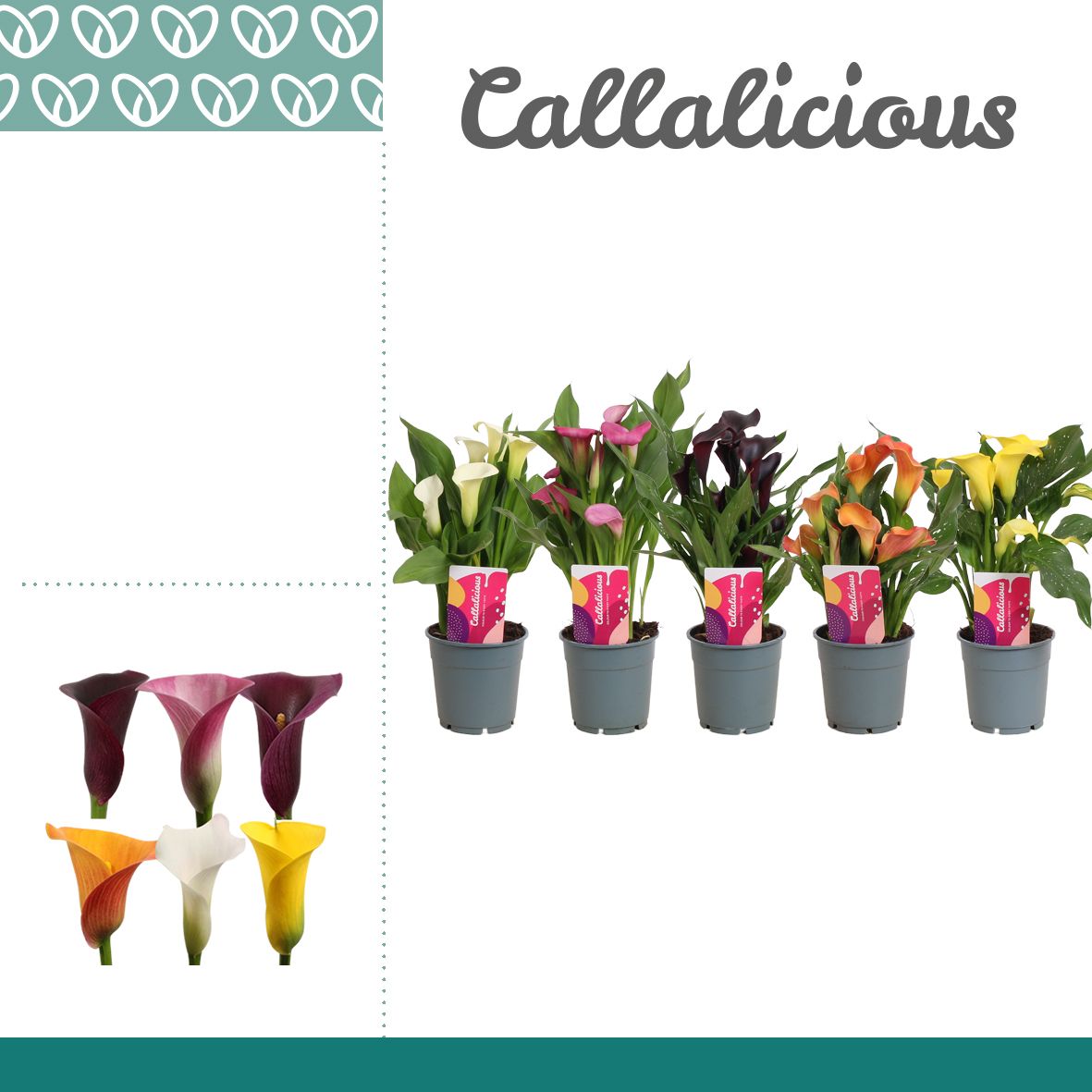 Горшечные цветы и растения оптом Zantedeschia Mix Short от 10шт из Голландии с доставкой по России