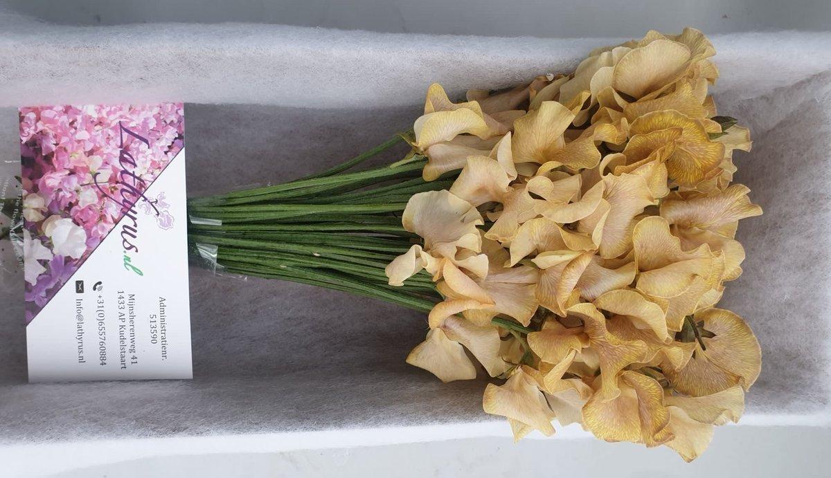 Срезанные цветы оптом Lathyrus paint autumn magic от 50шт. из Голландии с доставкой по России