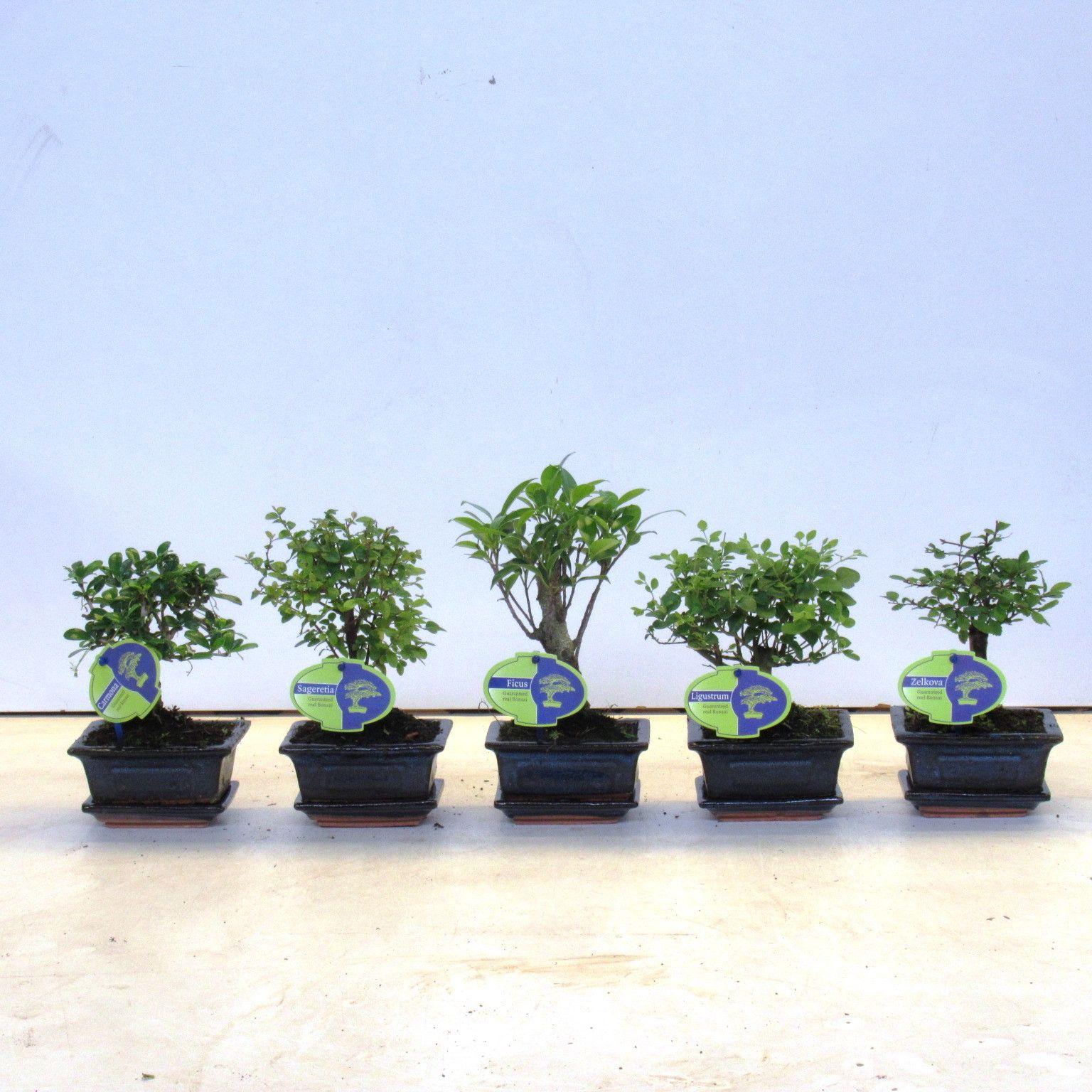 Горшечные цветы и растения оптом Bonsai Mix, Indoor, With Drip от 12шт из Голландии с доставкой по России Горшечные цветы и растения оптом Bonsai Mix, Indoor, With Drip от 12шт из Голландии с доставкой по России