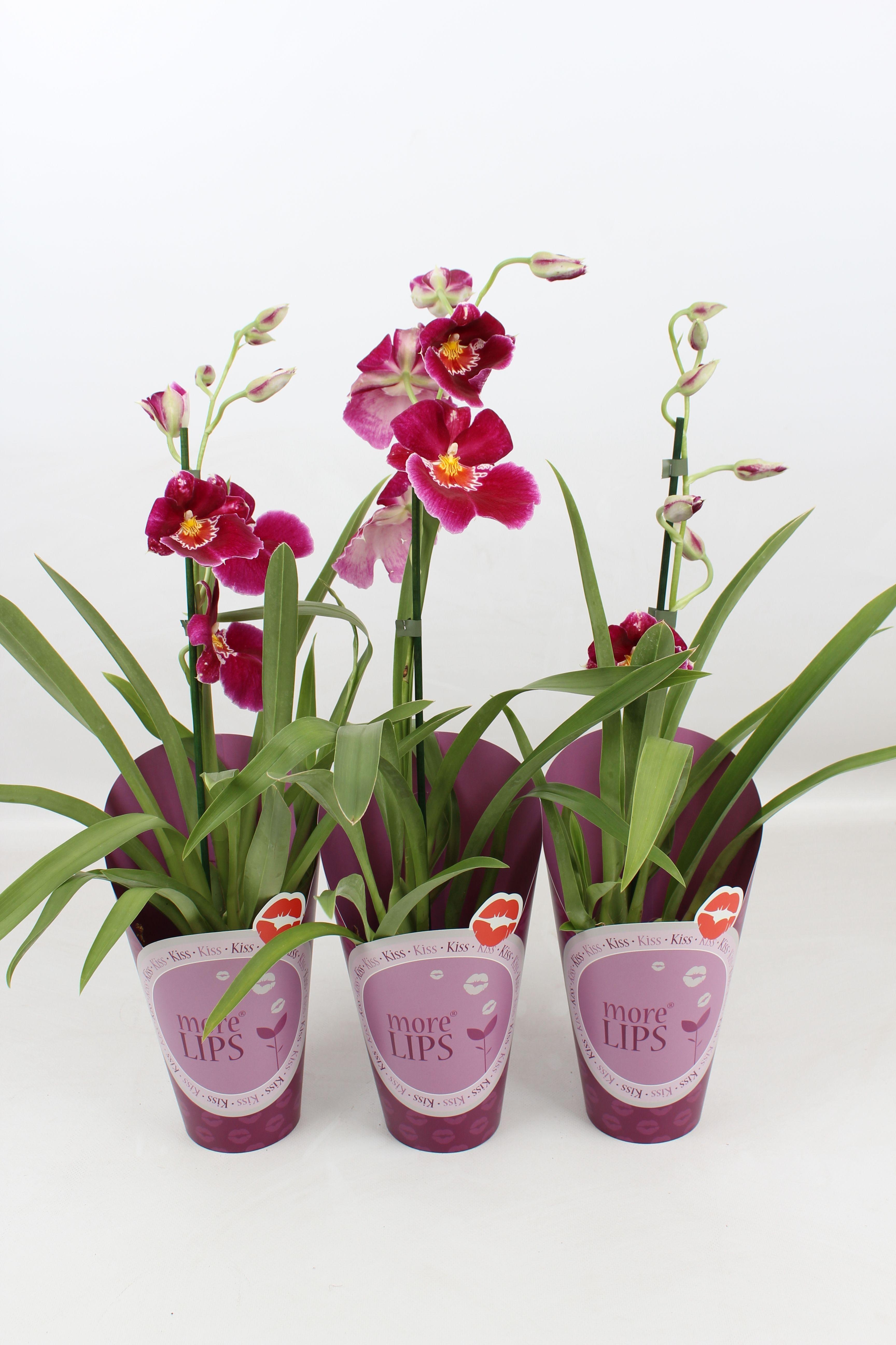 Горшечные цветы и растения оптом Miltonia 1st Purple Met Paarse Potcover от 6шт из Голландии с доставкой по России