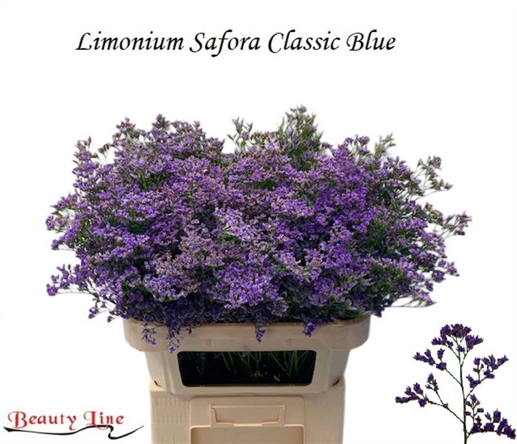 Срезанные цветы оптом Limonium safora classic blue от 50шт из Голландии с доставкой по России